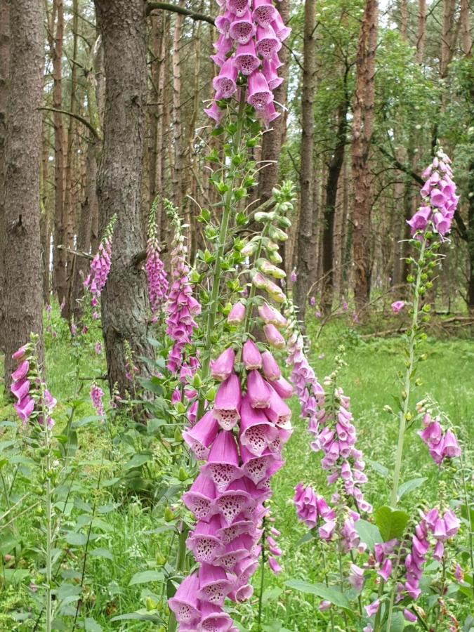Buitenplaats Reestdal IJhorst Eksteriør bilde